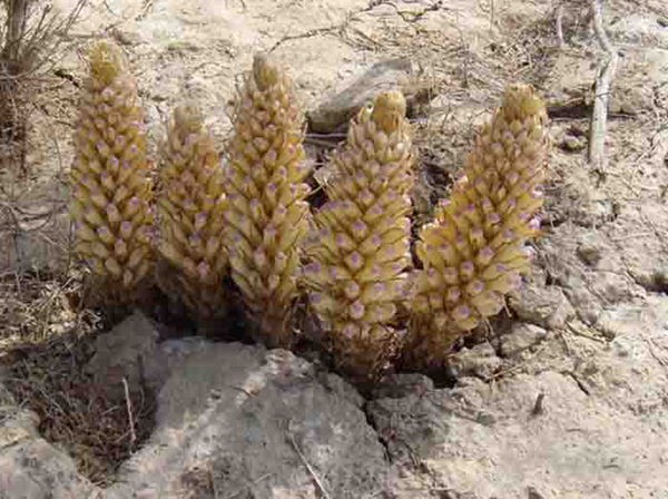 銀川伊百盛生物工程有限公司 銀川伊百盛生物工程有限公司