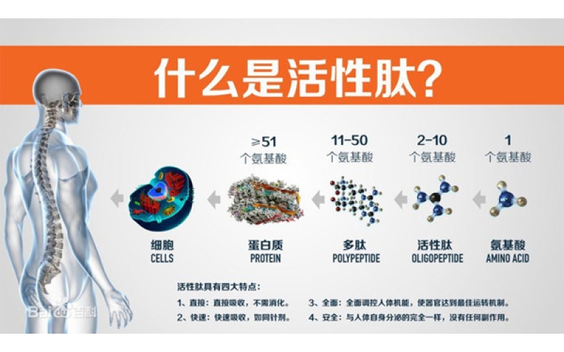 肽，對(duì)身體的十大益處